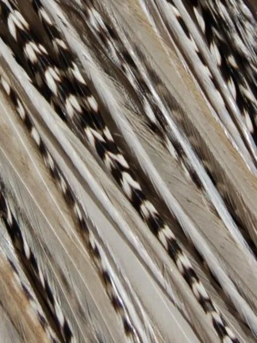 Hair Feathers | Natural Hair