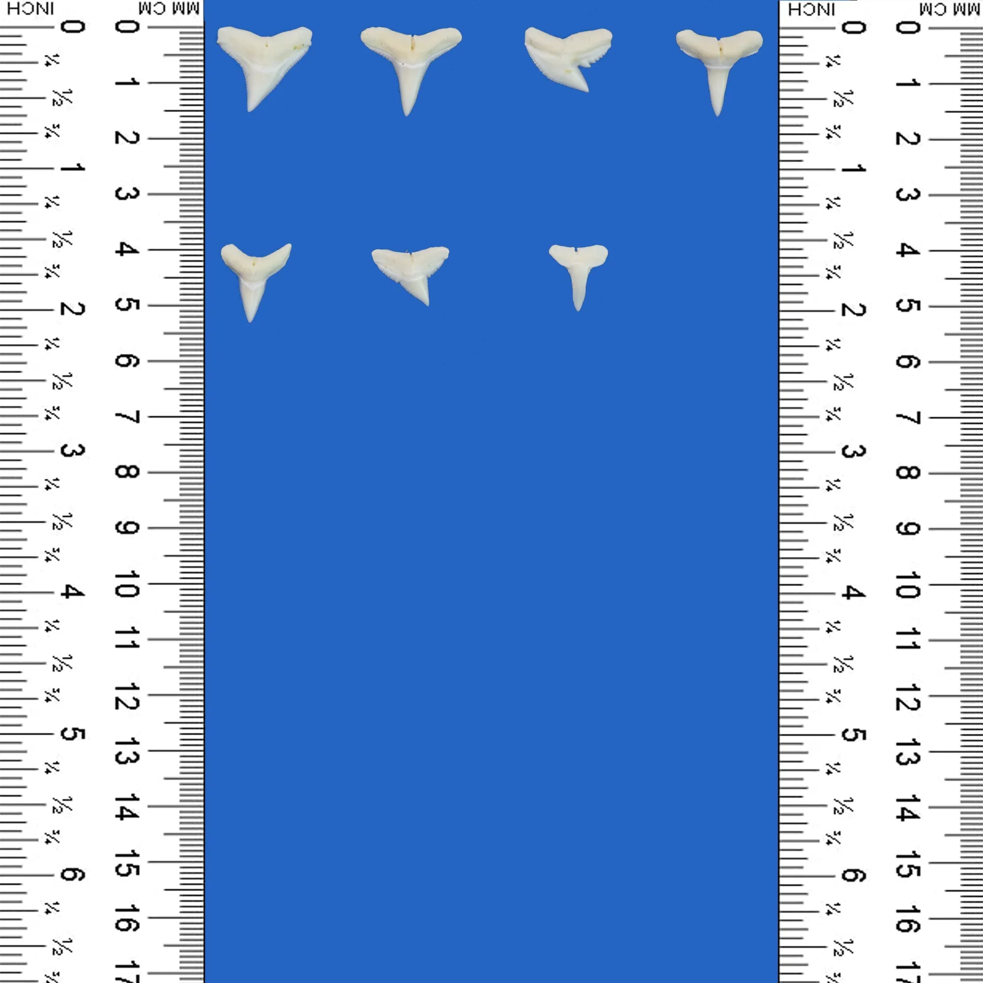 Shark Teeth Collection LT3
